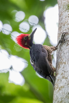 Crimson-crested Woodpecker (Campephilus melanoleucos)