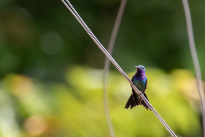 Sapphire-throated Hummingbird (Lepidopyga coeruleogularis)