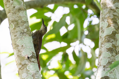 Cocoa Woodcreeper (Xiphorhynchus susurrans nana)