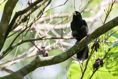 Yellow-billed Cacique (Amblycercus holosericeus)