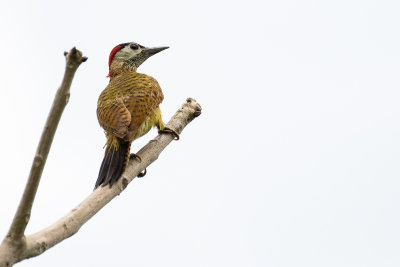 Spot-breasted Woodpecker (Colaptes punctigula ujhelyii)