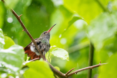 Rufous-tailed Hummingbird (Amazilia tzacatl)