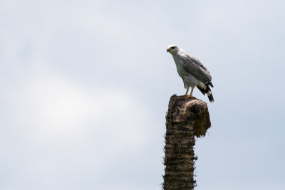 Grey-lined Hawk (Buteo nitidus)