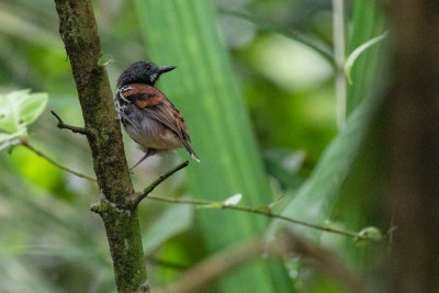Spotted Antbird (Hylophylax naevioides)