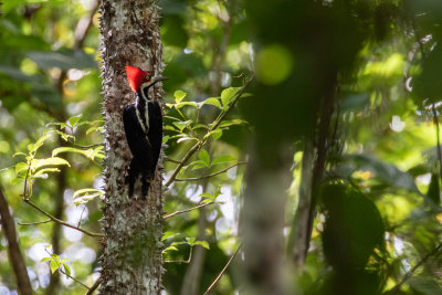 Lineated Woodpecker (Dryocopus lineatus)