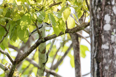 Black-crowned Tityra (Tityra inquisitor albitorques)
