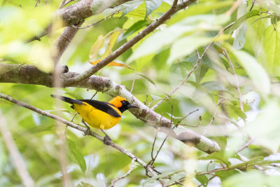 Orange-crowned Oriole (Icterus auricapillus)