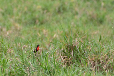 Red-breasted Blackbird (Leistes militaris)