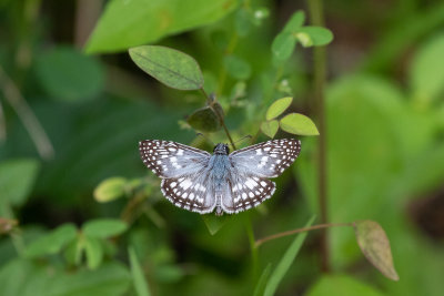 Tropical Checkered Skipper (Pyrgus oileus)