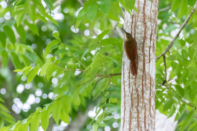 Cocoa Woodcreeper (Xiphorhynchus susurrans)