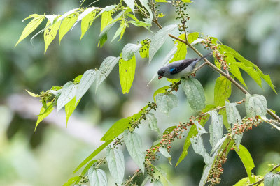 Plain-colored Tanager (Tangara inornata)