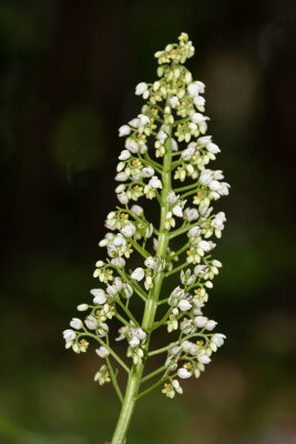 White flower-0841.jpg