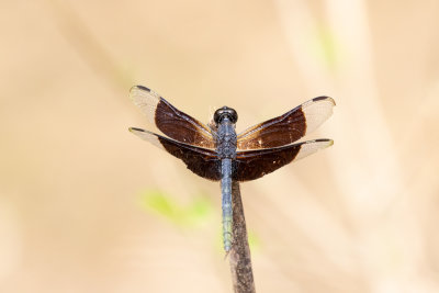 Dragonfly sp.