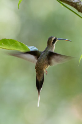 Pale-bellied Hermit (Phaethornis anthophilus)