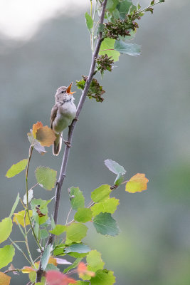 Blyth's Reed Warbler (Acrocephalus dumetorum)