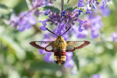 Broad-bordered Bee Hawk-moth (Hemaris fuciformis)