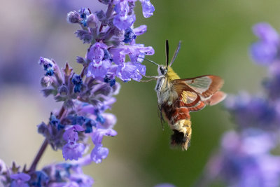 Broad-bordered Bee Hawk-moth (Hemaris fuciformis)