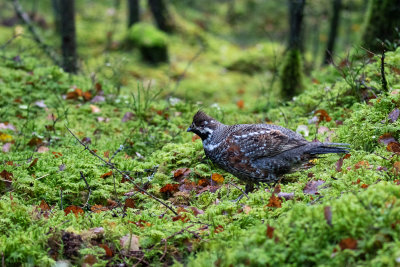 Hazel Grouse (Tetrastes bonasia)