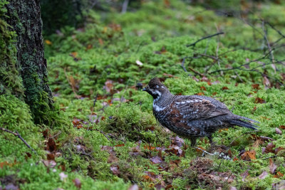 Hazel Grouse (Tetrastes bonasia)