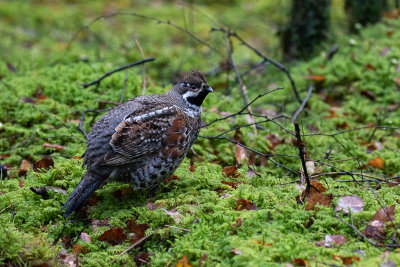 Hazel Grouse (Tetrastes bonasia)