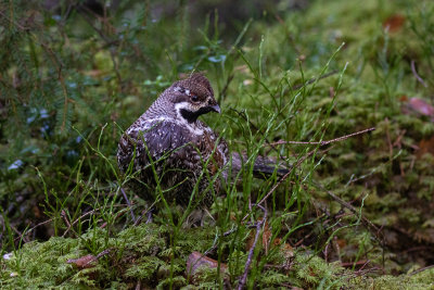 Hazel Grouse (Tetrastes bonasia)