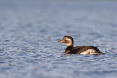 Long-tailed Duck (Clangula hyemalis)