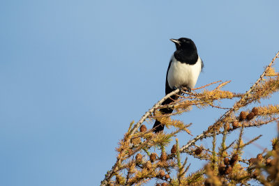 Eurasian Magpie (Pica pica pica)