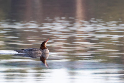 Common Merganser (Mergus m. merganser)