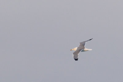 Caspian Gull (Larus cachinnans)