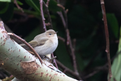 Siberian chiffchaff (Phylloscopus [collybita] tristis)