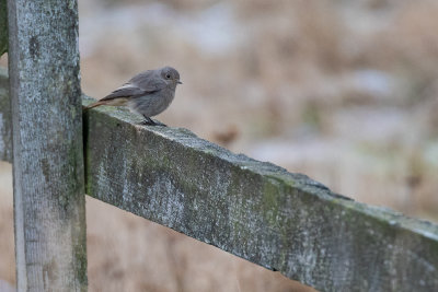 Black Redstart (Phoenicurus ochruros gibraltariensis) 