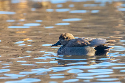 Gadwall (Mareca strepera)