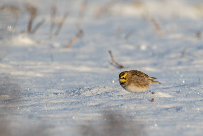 Common Horned Lark (Eremophila alpestris)