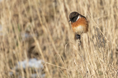 European Stonechat (Saxicola rubicola)