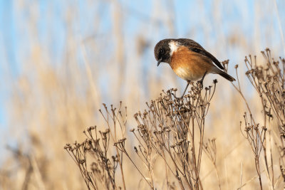 European Stonechat (Saxicola rubicola)