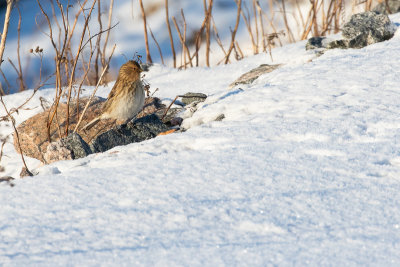 Twite (Linaria flavirostris)