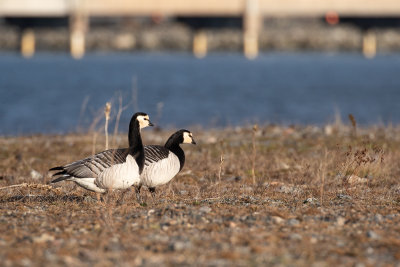 Barnacle Goose (Branta leucopsis) 