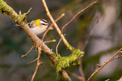 Common Firecrest (Regulus ignicapilla)