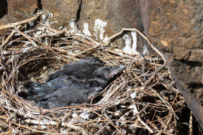 Northern Raven (Corvus corax)