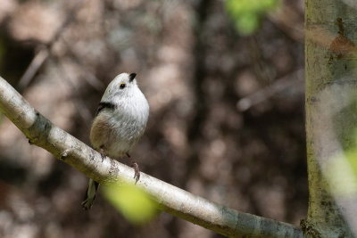 Long-tailed Tit (Aegithalos caudatus)