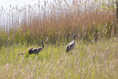 Common Crane (Grus grus)