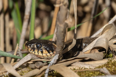 Grass Snake (Natrix natrix)