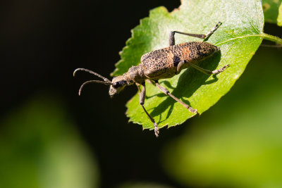 Black-spotted Longhorn Beetle (Rhagium mordax)
