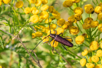 Musk Beetle (Aromia moschata)