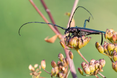 Musk Beetle (Aromia moschata)