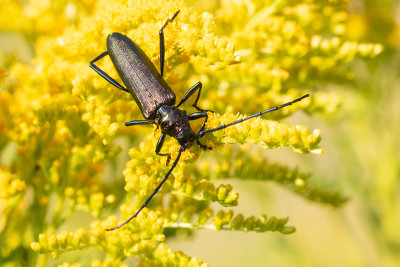 Musk Beetle (Aromia moschata)