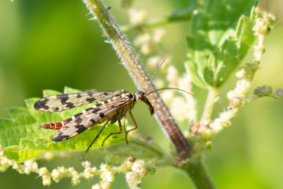 Meadow Scorpionfly (Panorpa vulgaris)