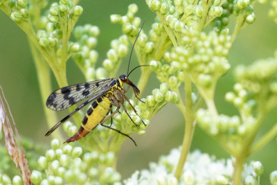 Meadow Scorpionfly (Panorpa vulgaris)