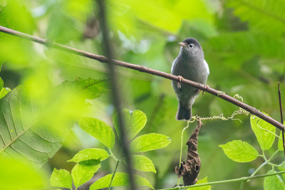 Black-capped Speirops (Zosterops lugubris)