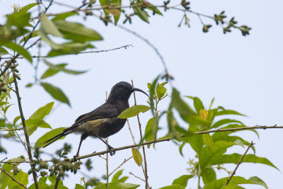 Giant Sunbird (Dreptes thomensis)